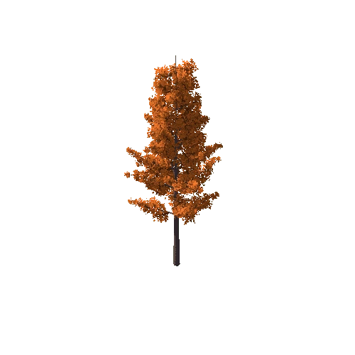 Tree_C Autumn_6